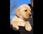 Labrador - žuto i crno leglo